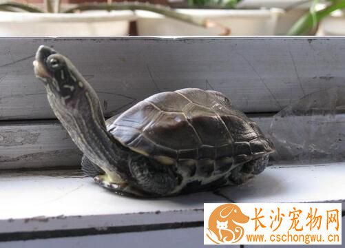 夏天乌龟怎么养 夏天不要喂食动物性饲料