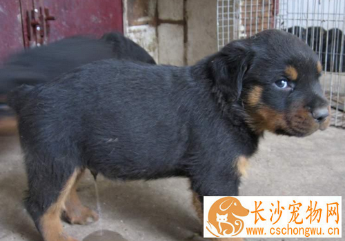 罗威纳犬饲养方法 罗威纳幼犬的饲料必须优质新鲜