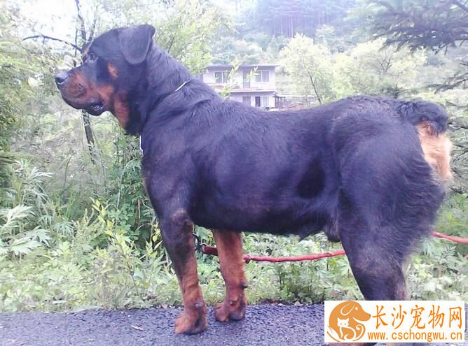 罗威纳犬饲养方法 罗威纳幼犬的饲料必须优质新鲜