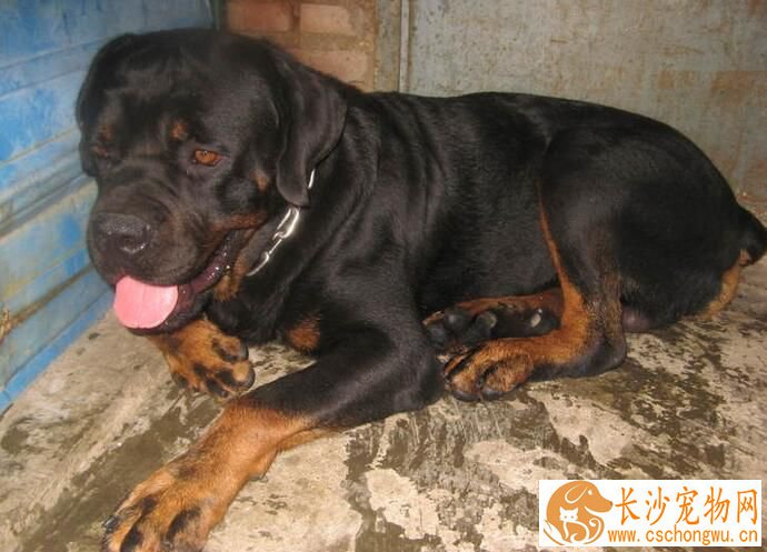 罗威纳犬饲养方法 罗威纳幼犬的饲料必须优质新鲜