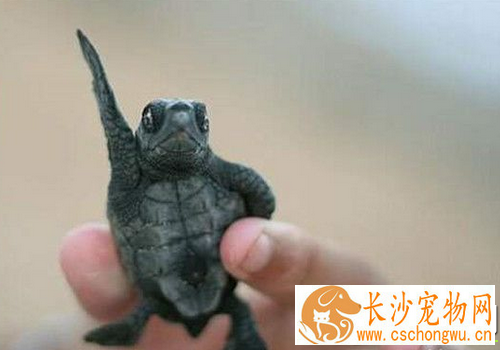 家养乌龟怎么冬眠 冬眠的温度不能低于0度