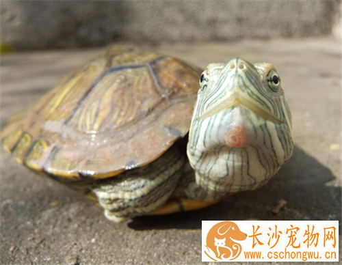 冬季如何养龟 乌龟冬眠温度在1到10度是适宜的