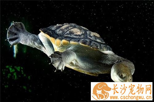 很小的乌龟怎么养 每周须给龟一两次紫外线照射