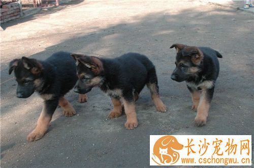 幼犬德国牧羊犬喂养方法 可开始给予教槽食料