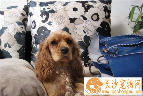 英国可卡犬幼犬如何喂食 不要给幼可卡犬零食吃