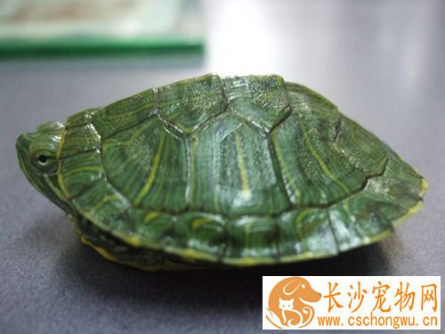 小绿龟怎么养 主要以鱼为主要求要活的