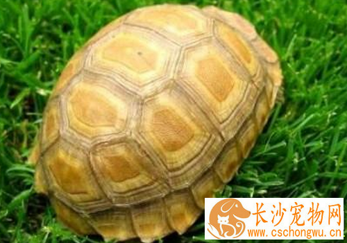 如何饲养缅甸陆龟 缅甸陆龟最适宜温度19到30度