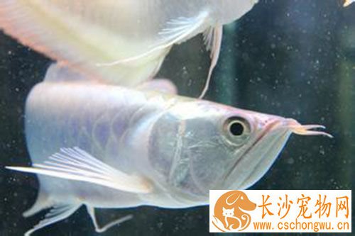 如何养好银龙鱼 每天的光照时间达到8到10小时