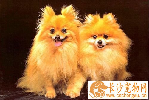 怎样饲养博美犬 喂食要定时定量营养要平衡