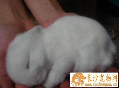 垂耳兔如何喂养 兔子喝的水需要凉开水