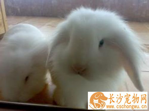如何饲养垂耳兔 成兔适宜的温度为15到25度