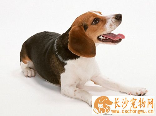 怎样喂养比格犬 要注意食物方面的控制