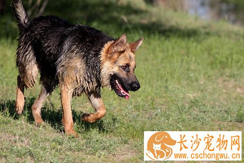 怎样饲养德国牧羊犬 饮水要清洁每天需提供2到3次