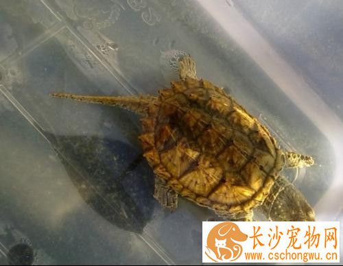杂佛鳄龟怎么养 环境温度保持稳定水氯高
