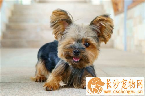约克夏怎么饲养 约克夏犬的运动量不宜过大