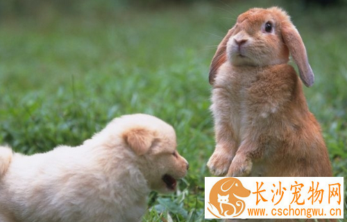 怎么养宠物兔子 苜蓿草幼兔不可缺少的食物