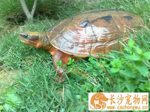 金钱龟秋天怎么养 尽量少喂食物一个星期2到3次