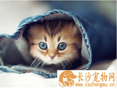 小猫咪怎么养 保证奶猫食具用具的清洁卫生