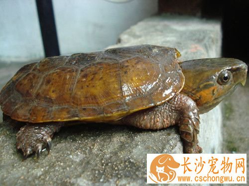 鹰嘴龟怎么养 最适合的温度在20度上下