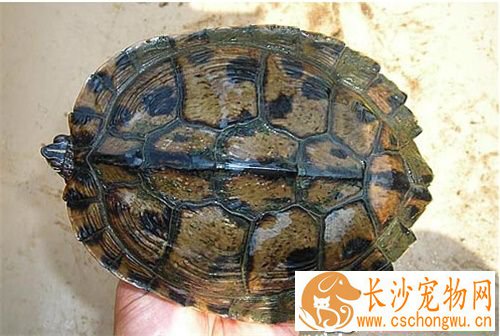 地图龟如何饲养 吃东西的时候要在水里吃