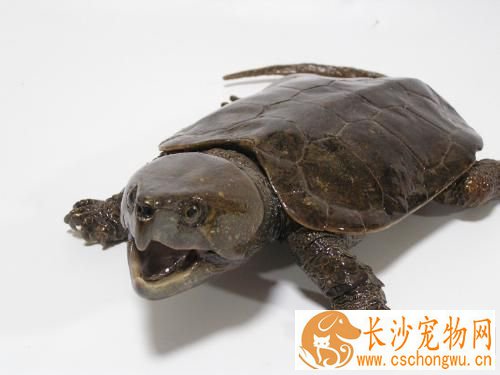 如何饲养鹰嘴龟 底沙饲养鹰嘴龟会更好