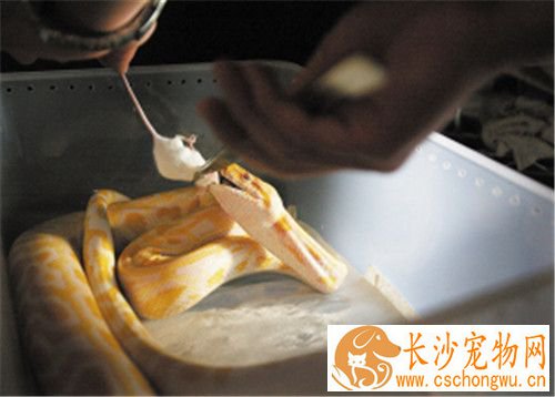 白色的宠物蛇 白化德州鼠蛇是全身白色的宠物蛇