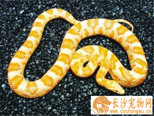 最受欢迎的宠物蛇 加州红边袜带蛇最受人们的喜欢