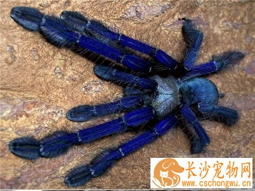 宠物蜘蛛饲养 宠物蜘蛛越小喂食频率越高