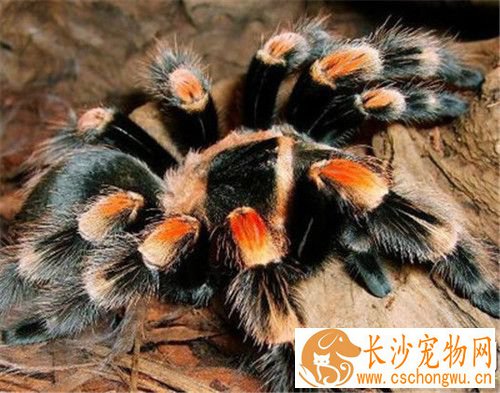 宠物蜘蛛饲养 宠物蜘蛛越小喂食频率越高