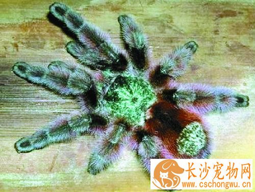 宠物蜘蛛品种 六种最常见最受欢迎的宠物蜘蛛