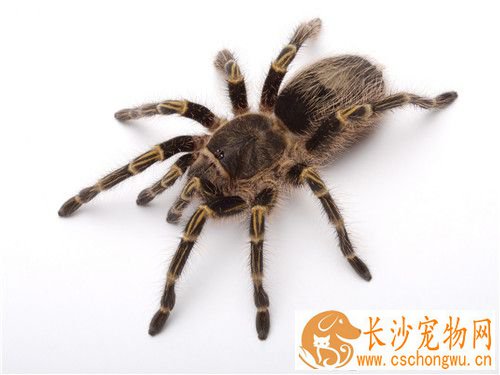 宠物蜘蛛品种 六种最常见最受欢迎的宠物蜘蛛