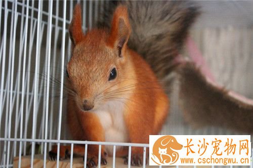 雪地松鼠怎么养 一般以壳斗科植物的种子为食