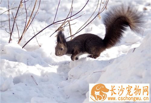 雪地松鼠和魔王松鼠的区别 雪地松鼠四季都有耳毛
