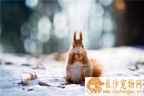 雪地松鼠和魔王松鼠的区别 雪地松鼠四季都有耳毛