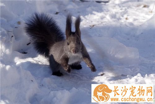 雪地松鼠繁殖 雌性8到9周龄最适合繁殖