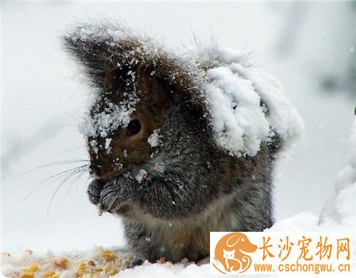 雪地松鼠寿命 雪地松鼠寿命一般是5到6年
