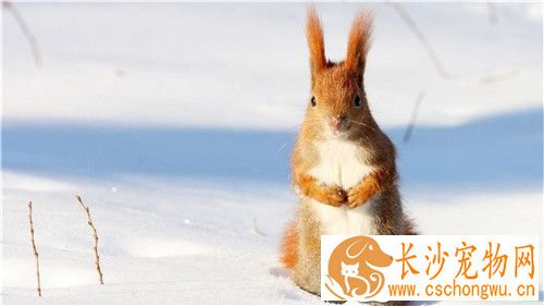 雪地松鼠寿命 雪地松鼠寿命一般是5到6年