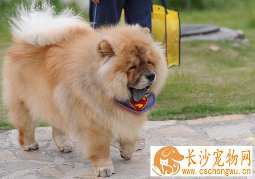 松狮犬喂养 最关键的是一周要断粮一天
