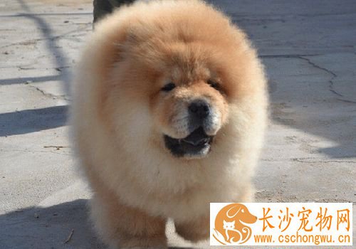 松狮犬喂养 最关键的是一周要断粮一天
