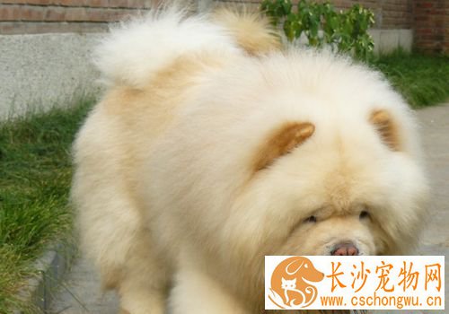 松狮犬适合家养吗 是一种非常挑剔的宠物犬