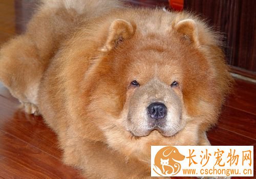 松狮犬适合家养吗 是一种非常挑剔的宠物犬