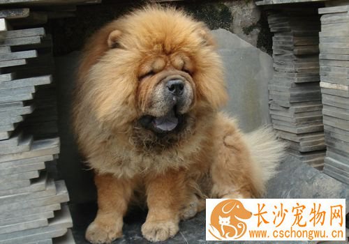 松狮犬适合家养吗 是一种非常挑剔的宠物犬