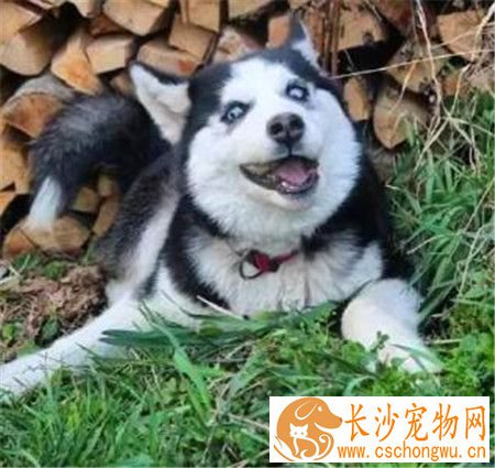 哈士奇狗狗喜欢吃什么 哈士奇幼犬喂养注意事项