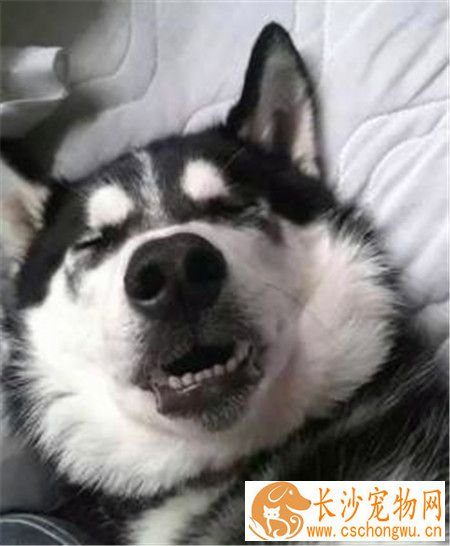 哈士奇狗狗喜欢吃什么 哈士奇幼犬喂养注意事项