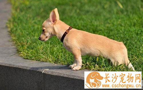 如何为狗清耳垢  狗耳螨须常清理
