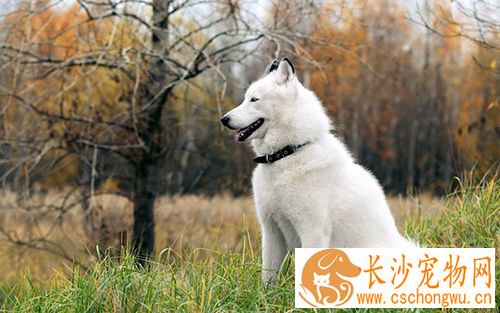 如何给狗刷牙 狗生牙垢应及时清洁教程