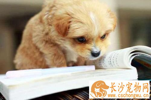 如何让狗毛色变漂亮 在家给狗染毛详细教程