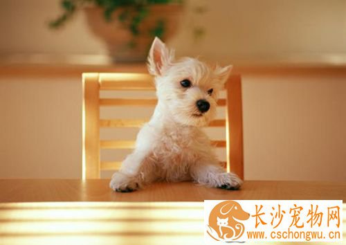 如何给狗去皮屑  给狗去皮屑养护教程