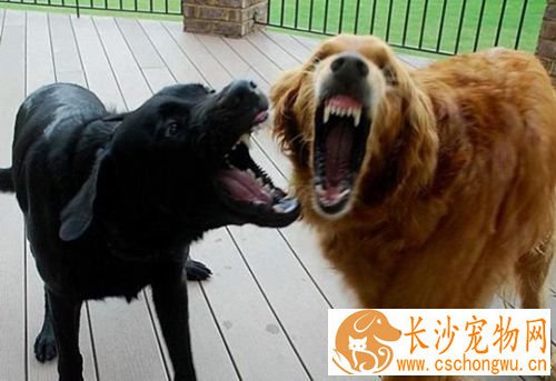 如何给狗去皮屑  给狗去皮屑养护教程