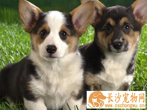 狗的四季防病要点 及时给狗清理肛门腺技巧